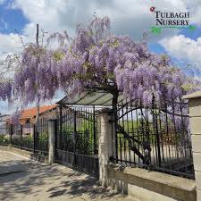 Image result for Bolusanthus