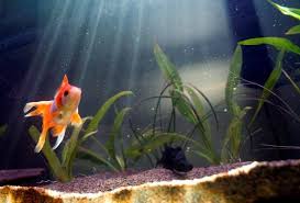 12 Most Common Goldfish Types Common Goldfish Goldfish Types Goldfish