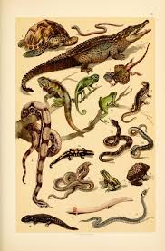 Free Vintage Illustrations Of Wild Animals Insects And Marine Life From Antique Children S Science Book Free Vintage Illustrations Reptiles Y Anfibios Illustration Anfibios