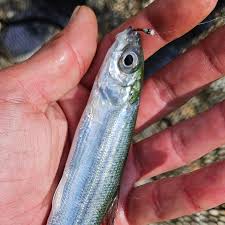 Image result for Rhipidoglossum rutilum