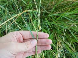Image result for Paspalidium geminatum