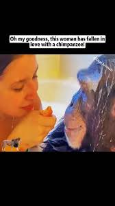 Oh my goodness, this woman has fallen in love with a chimpanzee!#chimp...