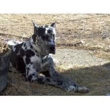 1 harlequin female, 1 merle female, 2 harlequin males, 1 merle male, 1 black male with white chest. Due North Great Danes Great Dane Breeder In Pipestone Minnesota