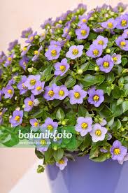 Image result for Exacum