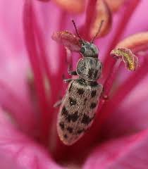 Discover the magic of the internet at imgur, a community powered entertainment destination. Small Bugs Bite Treatment Bed Bug Identifier Type Place Color Edited
