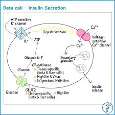 Beta Cell Insulin Pancreas Draw It To Know It Sciences On Instagram Biochemistry Biochemistry Notes Medical School Studying
