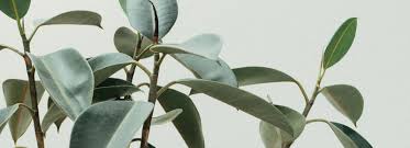 Paula Bartlett and Marcus Willie's Wedding Registry