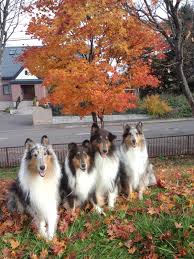 Rough Collies Family Rough Collie Beautiful Dogs Sheltie Dogs
