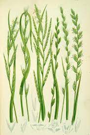 Brome Rye Grasses Plants Botanical Flowers Floral Botany