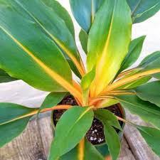 Image result for Chlorophytum filipendulum