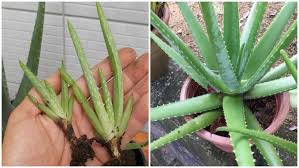 7 jenis tanaman hias yang tahan panas matahari, mudah merawatnya. Cara Menanam Daun Bawang Di Air Xerver Z Yahoo