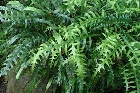 Image result for Microsorum scandens