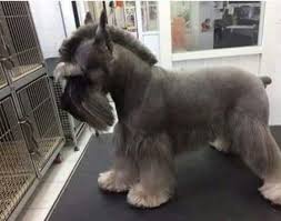 This Will Be My Dogs Next Haircut Imgur