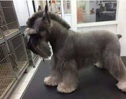 This Will Be My Dogs Next Haircut Imgur