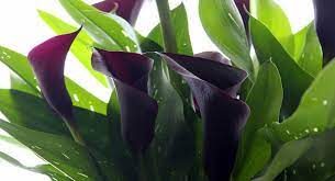Calla Colorida Copo De Leite Colorido Flores Cultura Mix