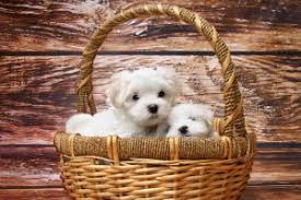 Can animals get sick from eating mushrooms? Can Dogs Eat Mushrooms List Of Mushrooms Safe For Dogs Petmoo