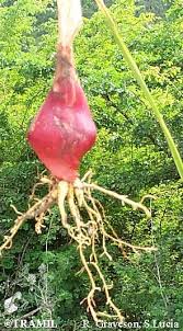 Image result for Eleutherine bulbosa