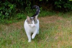 On average, cats spend 2/3 of every day sleeping. 101 Amazing Cat Facts Fun Trivia About Your Feline Friend In Charlottesville Va Charlottesville Cat Care Clinic