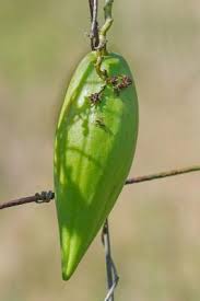 Image result for Cynanchum