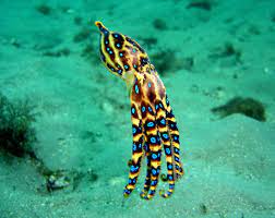 Blue Ringed Octopus Ocean Creatures Underwater Creatures Octopus