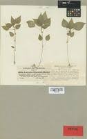 Image result for Acalypha brachystachya