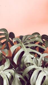 Wallpaper Iphone 8 Plus Rose Gold One Iphone Xs Max Theme Wallpaper Wallpaper Iphone X Juventus Wall Papel De Parede Tropical Wallpaper Natureza Wallpaper