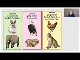 Antara contoh haiwan omnivor ialah Sains Tahun 3 Haiwan Tabiat Pemakanan Haiwan Lessons Blendspace