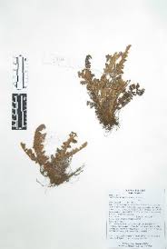 Image result for Cheilanthes quadripinnata