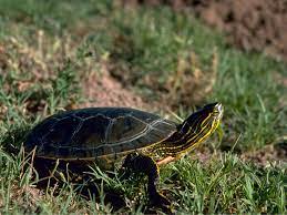 Habitat of the painted turtle. Western Painted Turtle Wildlife Preservation Canada