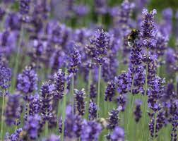 Will also grow fine in tubs or containers, but in colder regions the plants may then need shelter for the winter. Echter Lavendel Lavandula Angustifolia Blau Seebauer