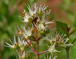 Mehndi Or Henna Tree Lawsonia Inermis In Bloom Hyderabad India Naturlig Harvard Harvard Natur