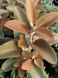 Kalanchoe Orgyalis Copper Spoons Grows 3 To 5 Feet In Height Possible Plant For Front Yard At Armstrong Planting Succulents Types Of Succulents Plants Jade Plants