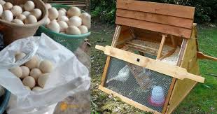 Berikut ini cara beternak ayam kampung yang efektif agar bisa untuk model ini, kandang memiliki 2 bagian, yakni area untuk pengumbaran dan area berteduh. 4 Langkah Mudah Untuk Pastikan Ayam Kampung Bertelur Banyak Impiana