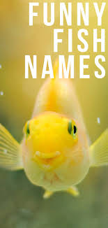 #fish taco bowls #fish taco #fish #taco bowls #green cabbage #cabbage #red cabbage #carrot #apple cider #brown sugar #oregano #red pepper flakes #cod #olive oil #lime #bowls #jasmine rice #rice #guacamole #avocado #pico de gallo #tomato #food #seafood. Funny Fish Names 350 Hilarious Ideas For Naming Your Fish