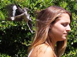 Birds ruffle feathers of folks they dislike