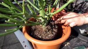 Hanging chain cholla, jumping cholla, brincadora, vilas de coyote. Re Potting My Euphorbia Tirucalli Succulent Plant Aka The Pencil Cactus Sticks On Fire Youtube