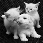 Cat Breed Info | List of Cat Breeds | Types of Cat Breeds ...