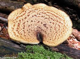 Image result for Polyporus pendulus