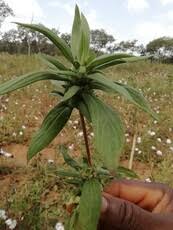 Image result for Linderniella gracilis