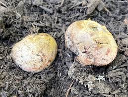 Image result for Scleroderma cepa