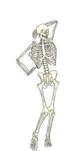 Every human skull has fractals or sutures of the skull. Skeleton Model 3d Bones Female Funny Human Plain Pose Sketch Hd Mobile Wallpaper Peakpx