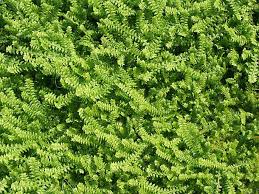 Image result for Selaginella chevalieri