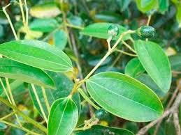 Para Que Serve O Remédio Canela De Velho Canela De Velho Para Que Serve Canela De Velho Ervas Canela