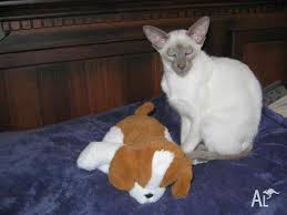 We breed old style siamese kittens, sometimes referred to as thai cats, in the 4 standard colors which are seal, blue, lilac, and chocolate point. Siamese Lilac Point Kitten For Sale For Sale In Bacchus Marsh Victoria Classified Australialisted Com