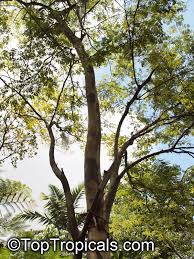 Image result for Caesalpinia ferrea