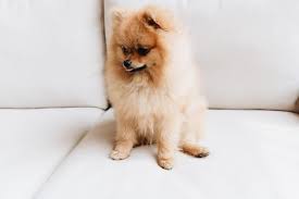 Buscas Un Pomerania Te Ayudamos A Encontrar A Tu Fiel Companero
