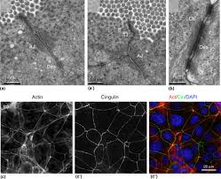 Why are tight junctions only found in vertebrates? Anchoring Junction An Overview Sciencedirect Topics