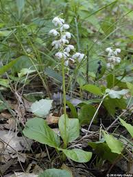 Image result for Rinorea elliptica