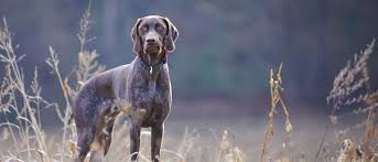The german shorthaired pointer (gsp) is a medium to large sized breed of pointing dog developed in the 19th century in germany for hunting. German Shorthaired Pointer All About Dogs Orvis