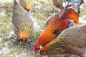Una razza può produrre più uova di un'altra; Giavanese Gallina Bantam Autentica Che Depone Uova Azzurre Galline Pollaio Ricette Con Uova E Video Divertenti